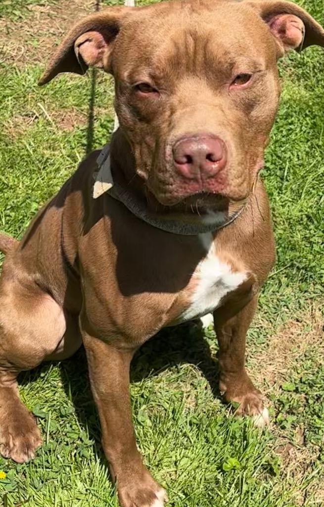 Enlarge MOOSE, a Adoptable Pit Bull Terrier in Elizabethton, TN image 2/2