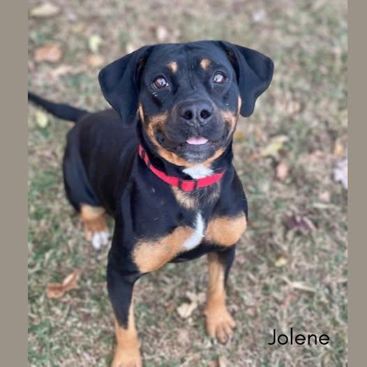 Jolene, ADOPTABLE, Adult Female Beagle.