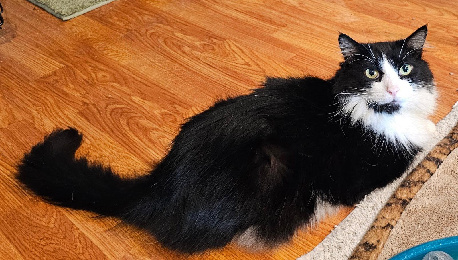 Fricky, Adoptable, Adult Male Domestic Medium Hair.