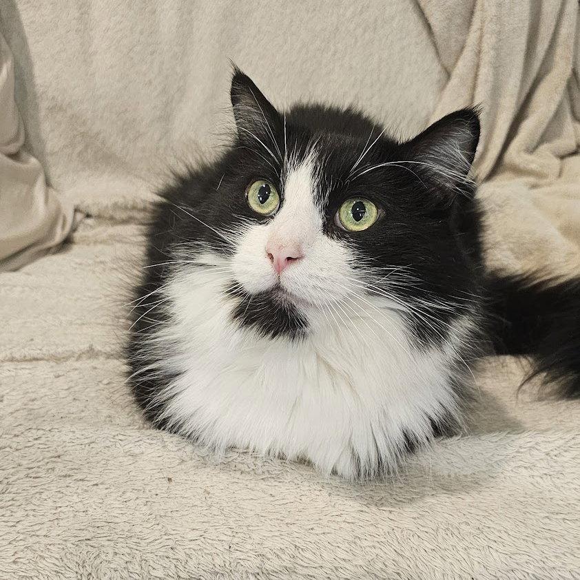 Fricky, a Adoptable Domestic Medium Hair in Mission Viejo, CA image 2/3
