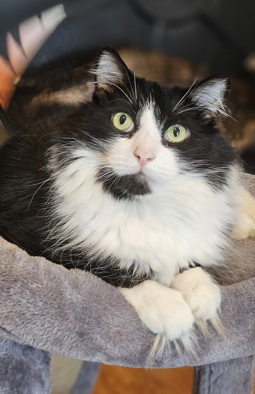 Fricky, a Adoptable Domestic Medium Hair in Mission Viejo, CA image 3/3