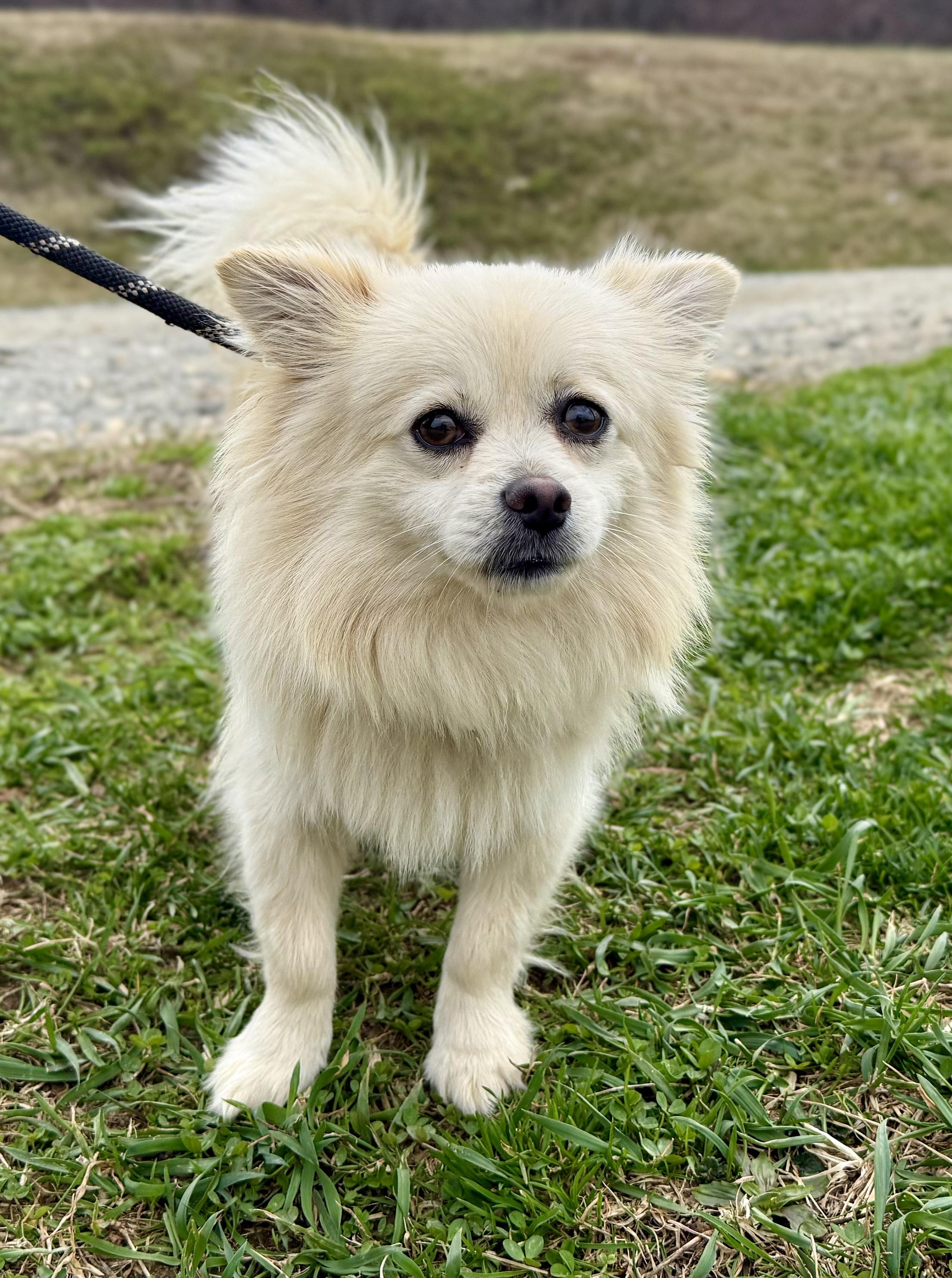 Pom, an adopted Pomeranian in sparta, NC image 4/4