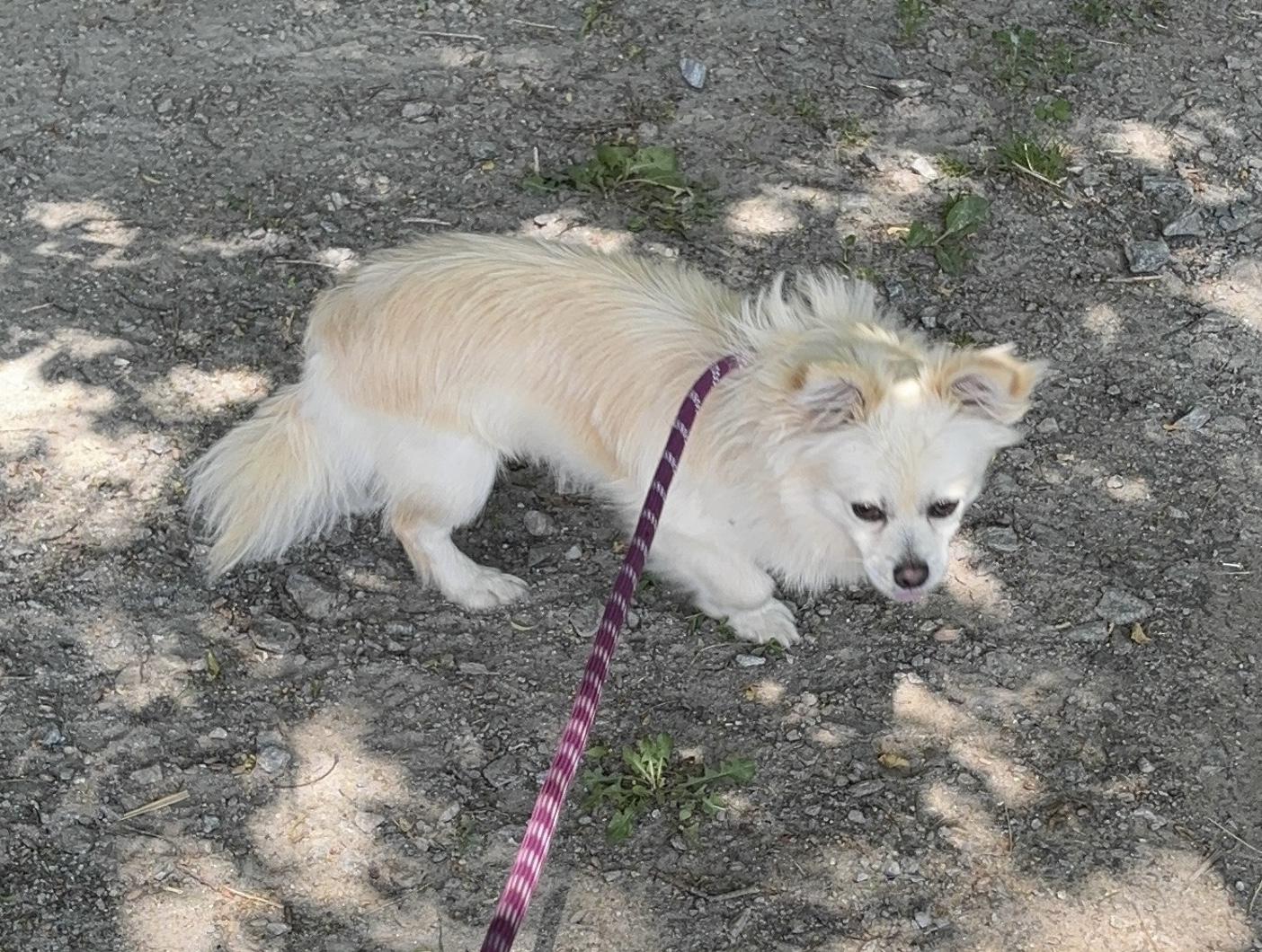 Pom, an adopted Pomeranian in sparta, NC image 2/4