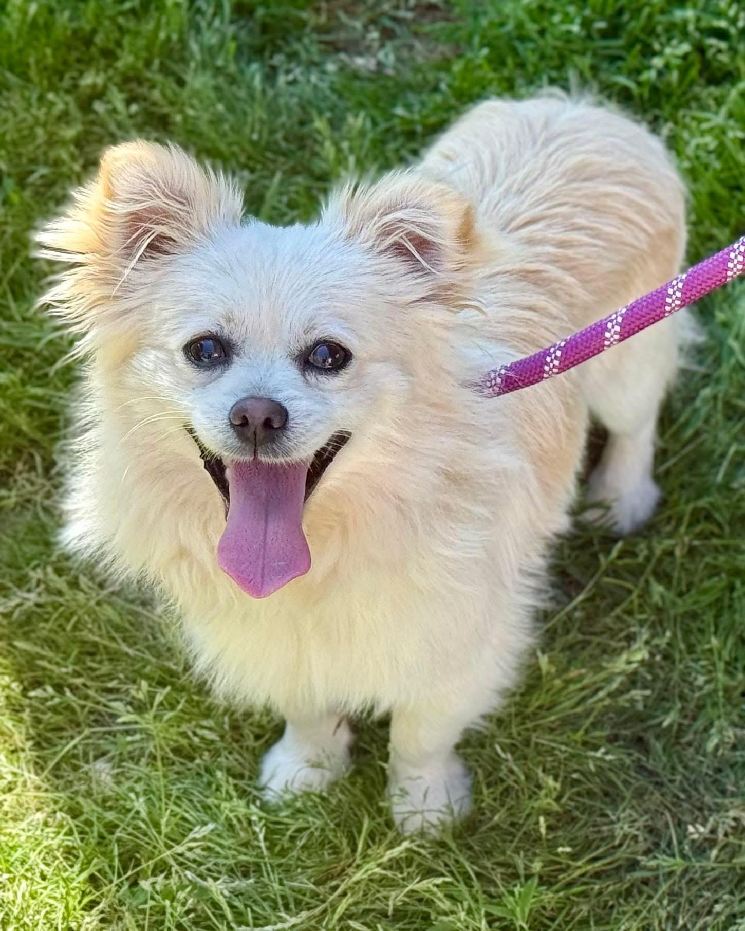 Pom, an adopted Pomeranian in sparta, NC image 3/4