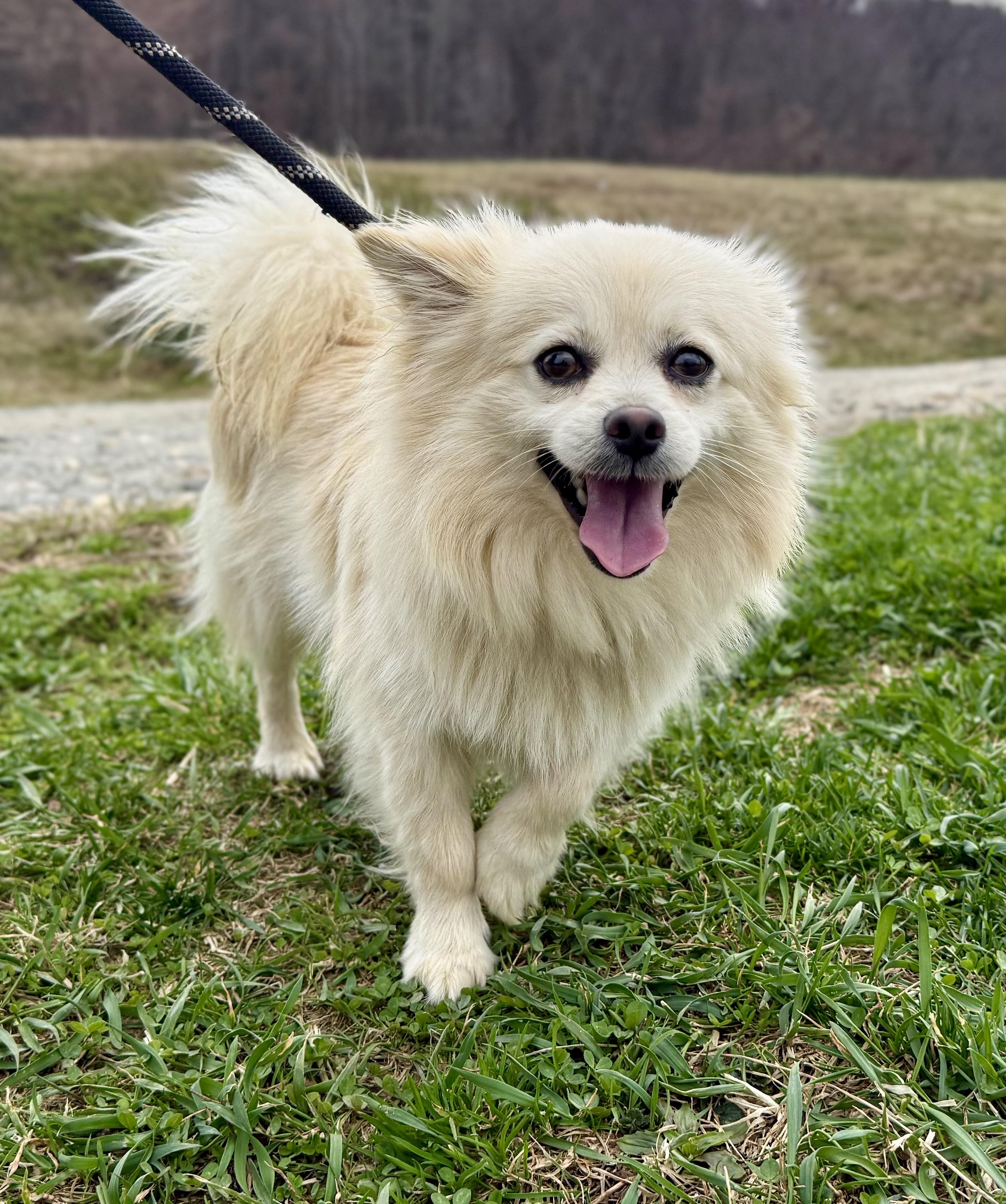 Pom, adopted, Adult Male Pomeranian.