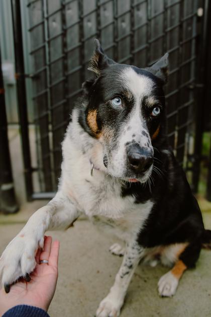 Bo, Adoptable, Senior Male Siberian Husky & Mixed Breed.