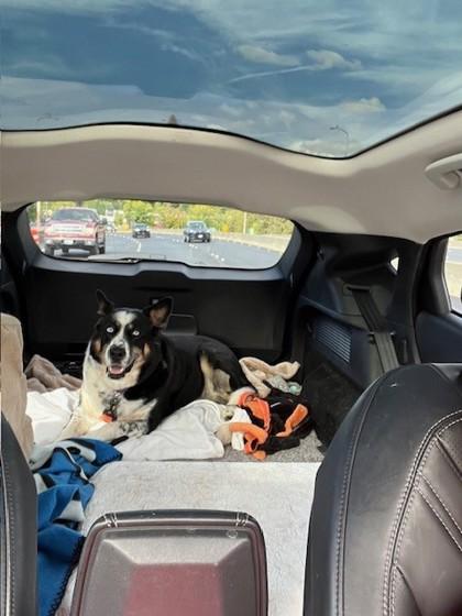 Enlarge Bo, a Adoptable mixed breed in Bellevue, WA image 1/3