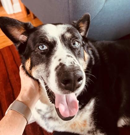 Enlarge Bo, a Adoptable mixed breed in Bellevue, WA image 2/3