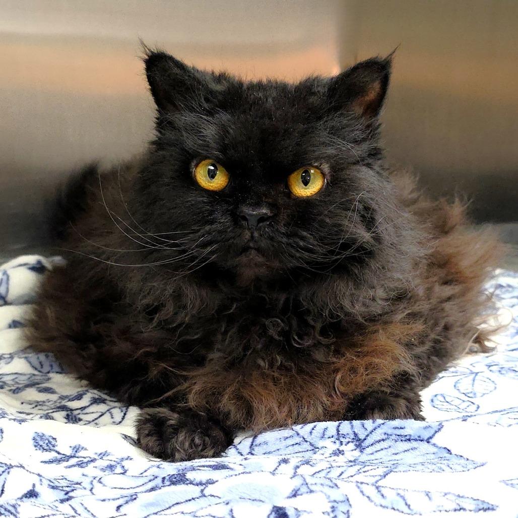 Bear Bear, Adoptable, Adult Female Persian.