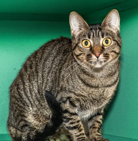 PIXIE, Adoptable, Young Female Domestic Short Hair & Domestic Short Hair.