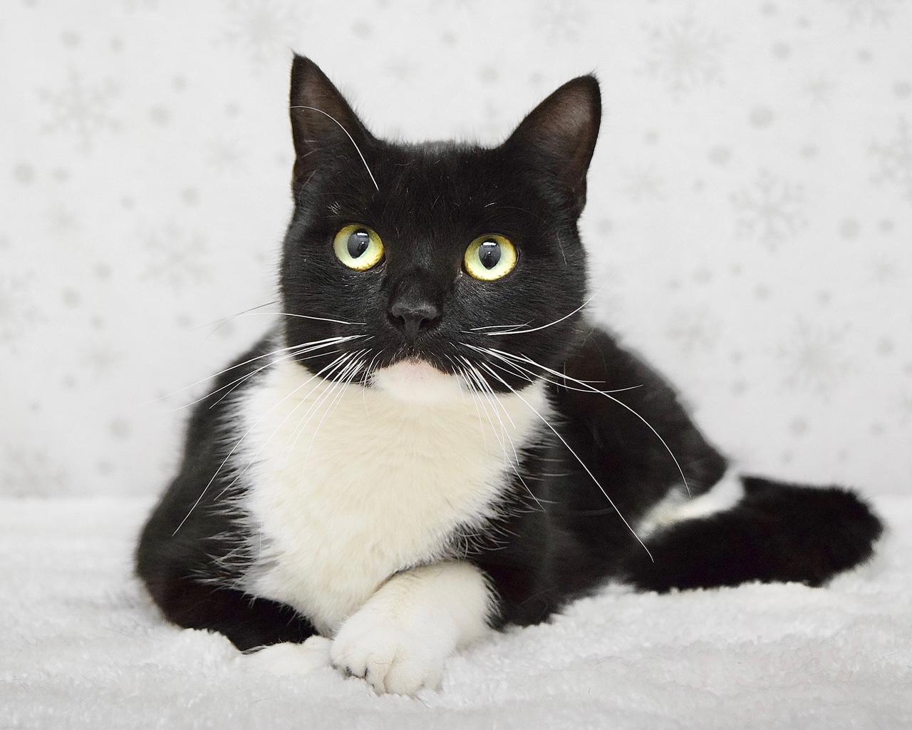 Sierra, adopted, Young Female Domestic Short Hair.