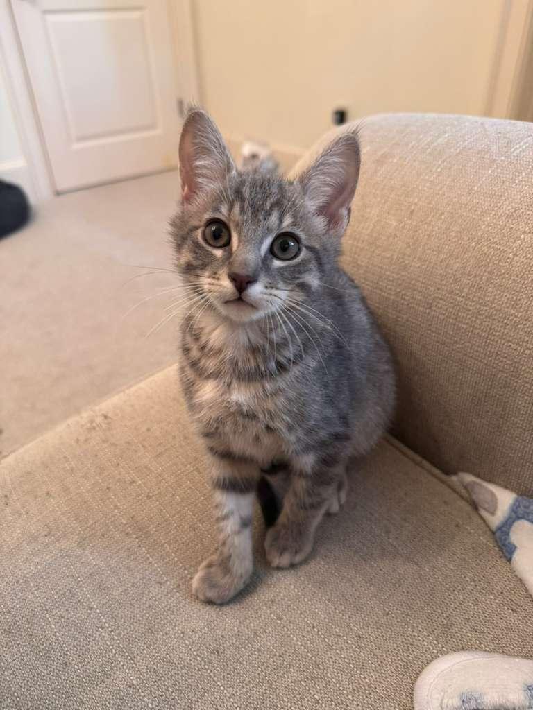 Enlarge Orion (bonded with Atlas), an adopted Domestic Short Hair in Brookhaven, GA image 2/4