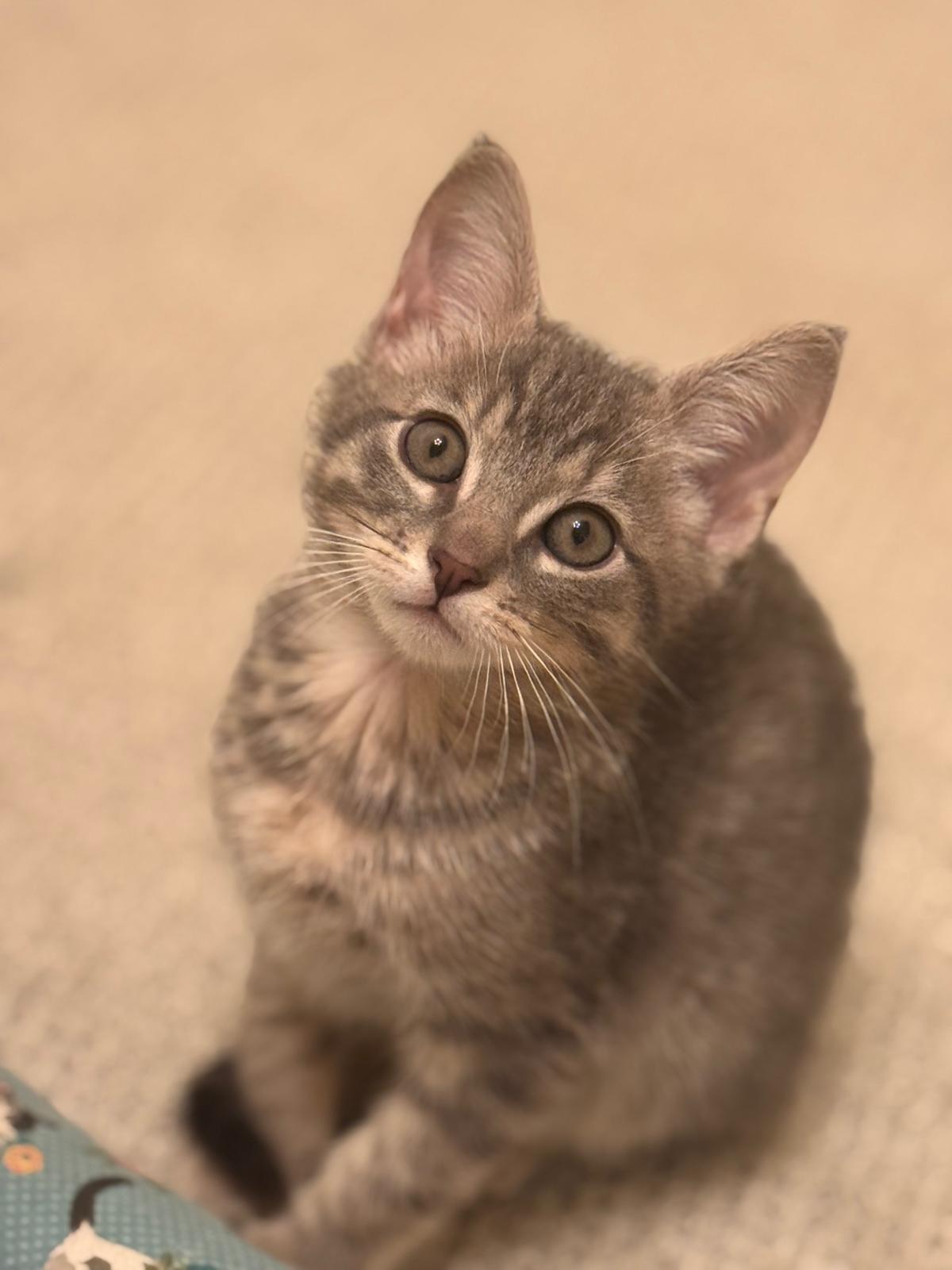 Enlarge Orion (bonded with Atlas), an adopted Domestic Short Hair in Brookhaven, GA image 1/4