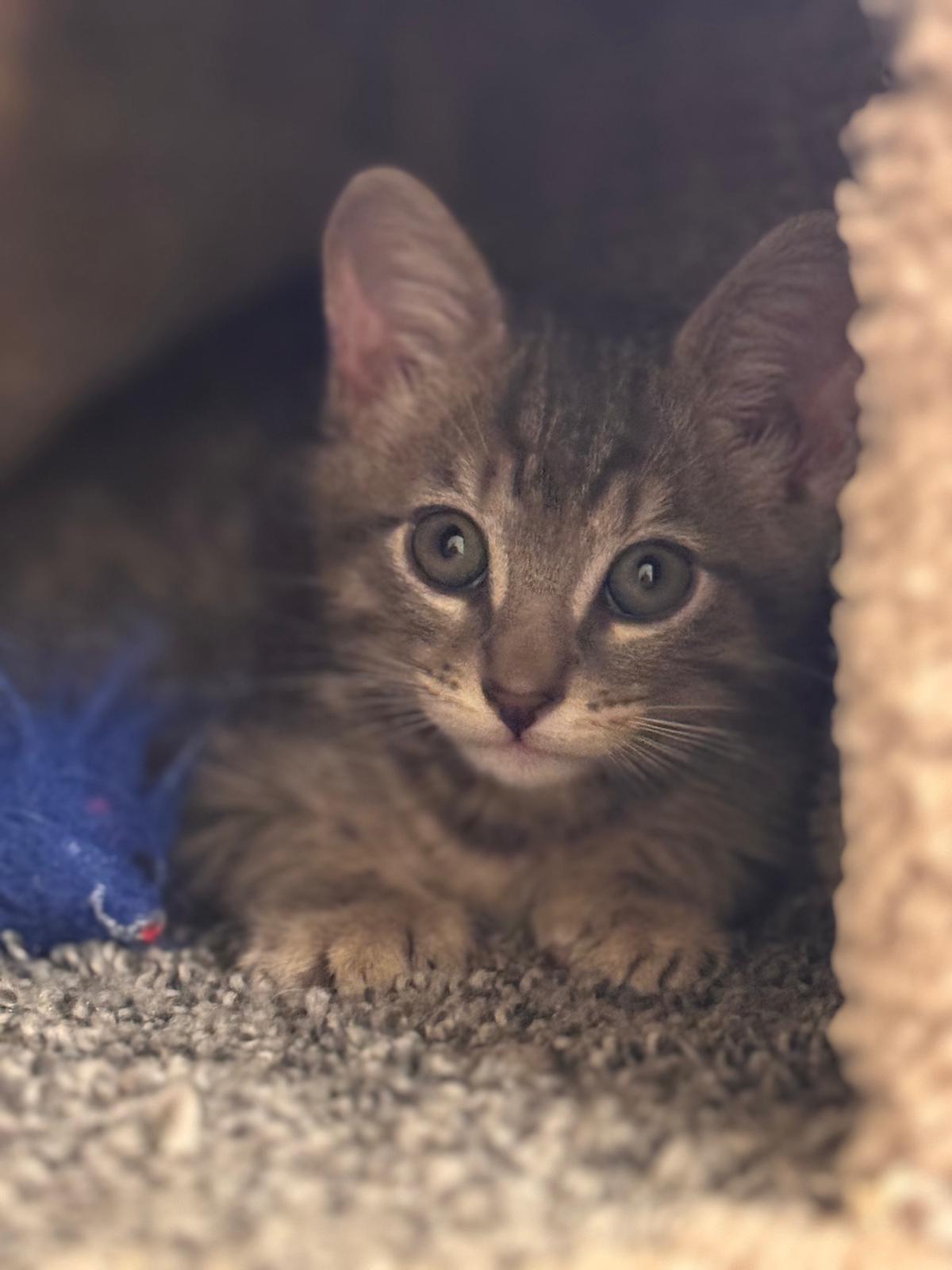 Enlarge Orion (bonded with Atlas), an adopted Domestic Short Hair in Brookhaven, GA image 4/4