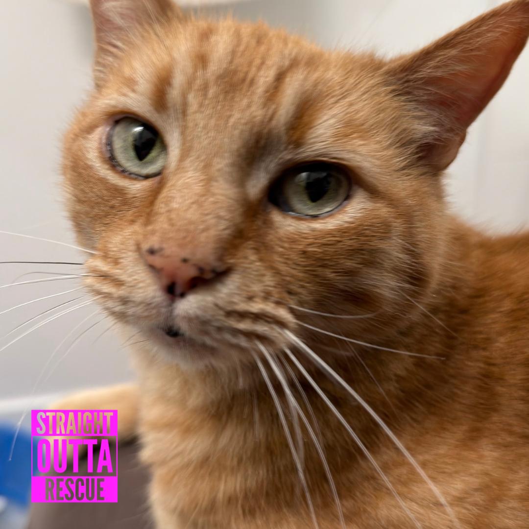 Enlarge Keith, a ADOPTABLE Domestic Short Hair in Vancouver, BC image 5/6