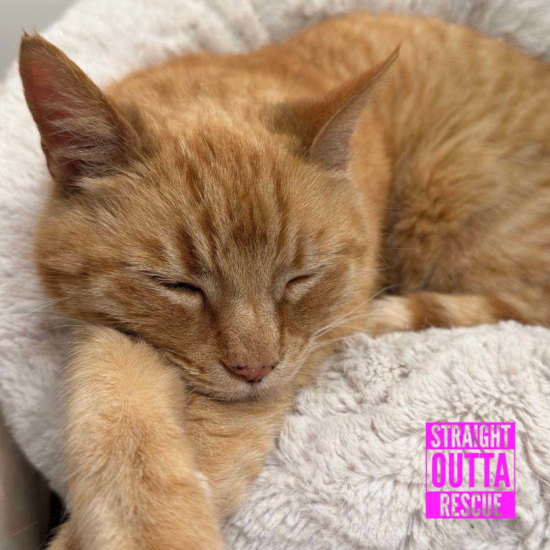 Enlarge Keith, a ADOPTABLE Domestic Short Hair in Vancouver, BC image 3/6