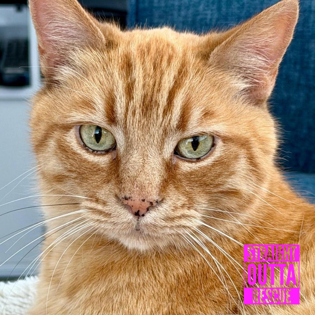 Keith, ADOPTABLE, Senior Male Domestic Short Hair.