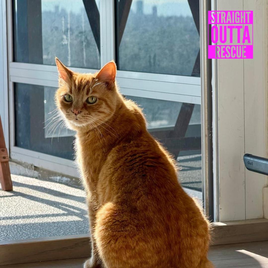 Enlarge Keith, a ADOPTABLE Domestic Short Hair in Vancouver, BC image 2/6