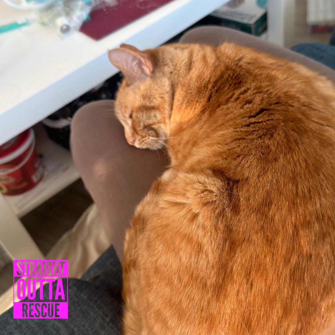 Enlarge Keith, a ADOPTABLE Domestic Short Hair in Vancouver, BC image 6/6