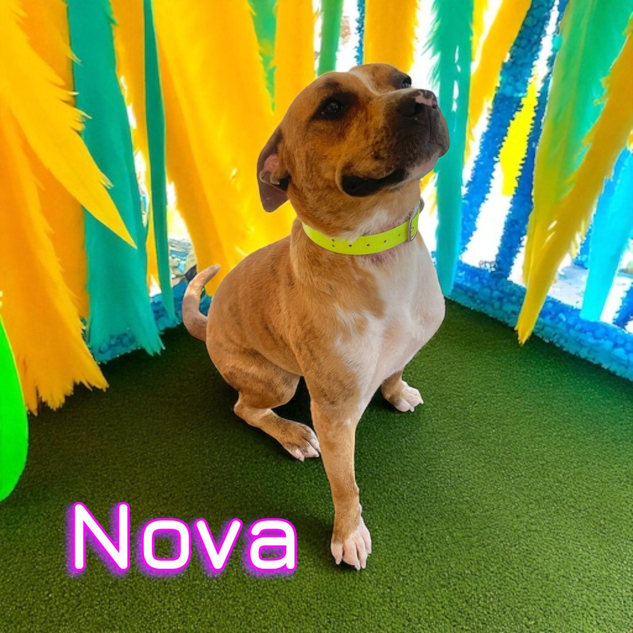 Nova