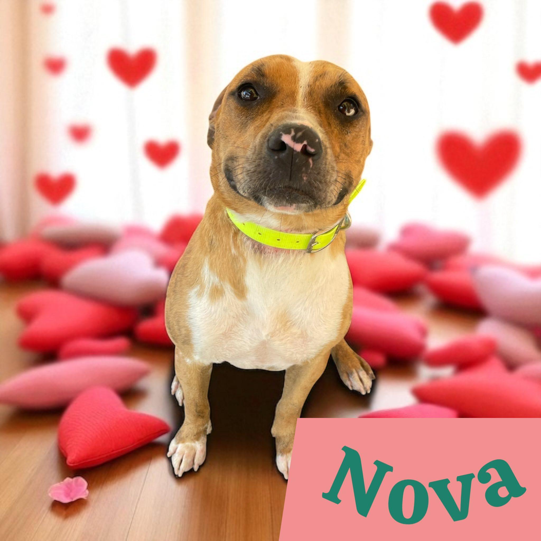Nova