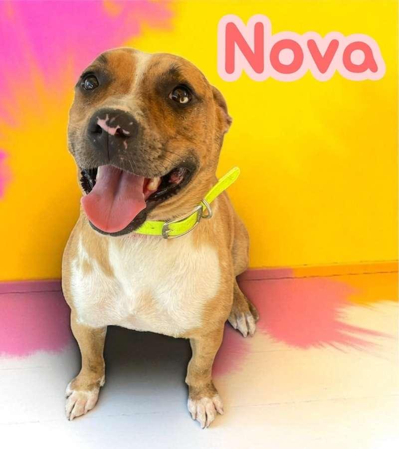 Nova