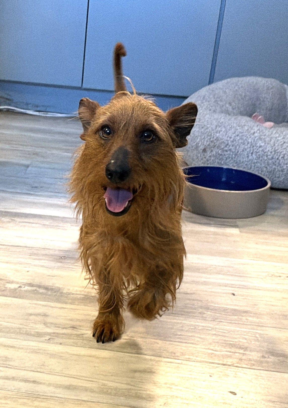 Toast, adopted, Adult Male Yorkshire Terrier & Chihuahua.