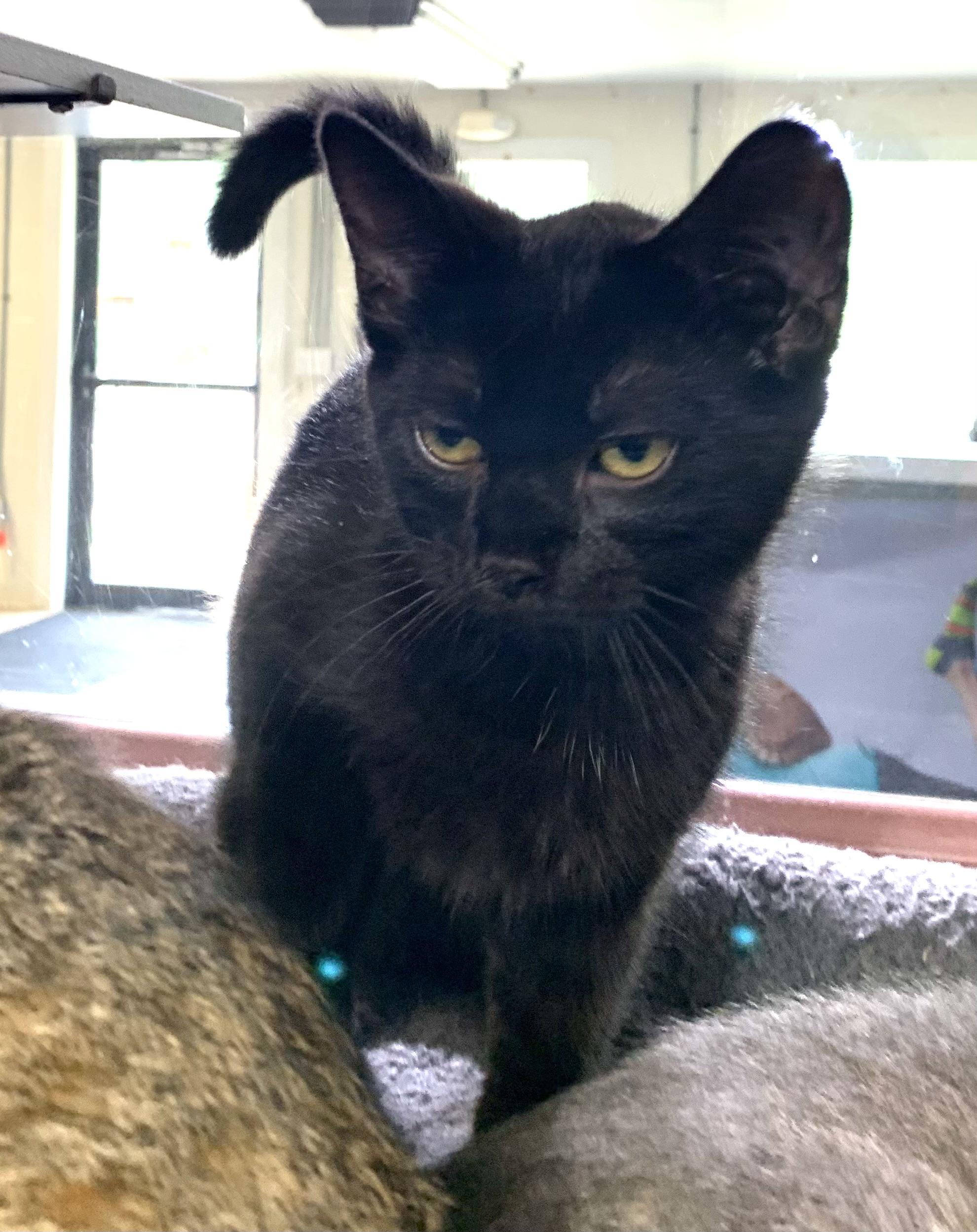Scooby, ADOPTABLE, Kitten Male Domestic Short Hair.