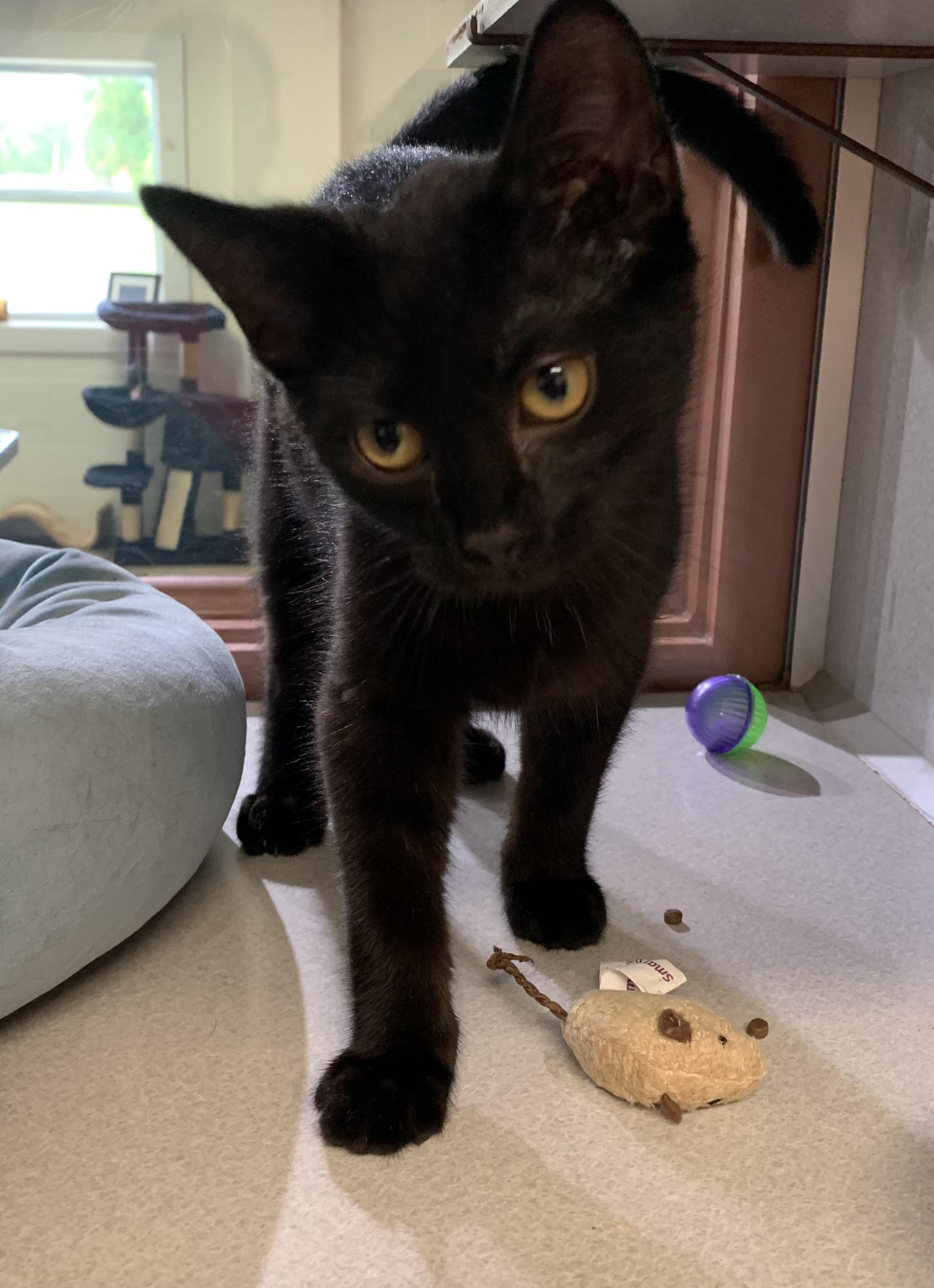Scooby SPONSORED, a ADOPTABLE mixed breed in Massena, NY image 3/3
