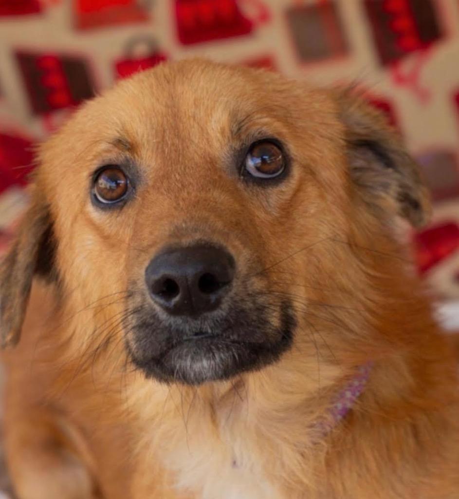 Jethro, Adoptable, Young Male Terrier.