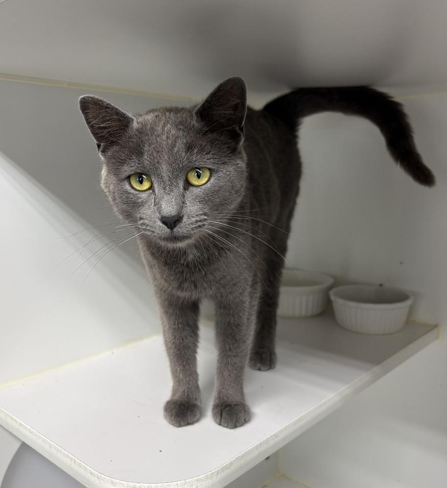 Willow ~ Available at PetSmart Warsaw, IN!, Adoptable, Adult Female Domestic Short Hair.