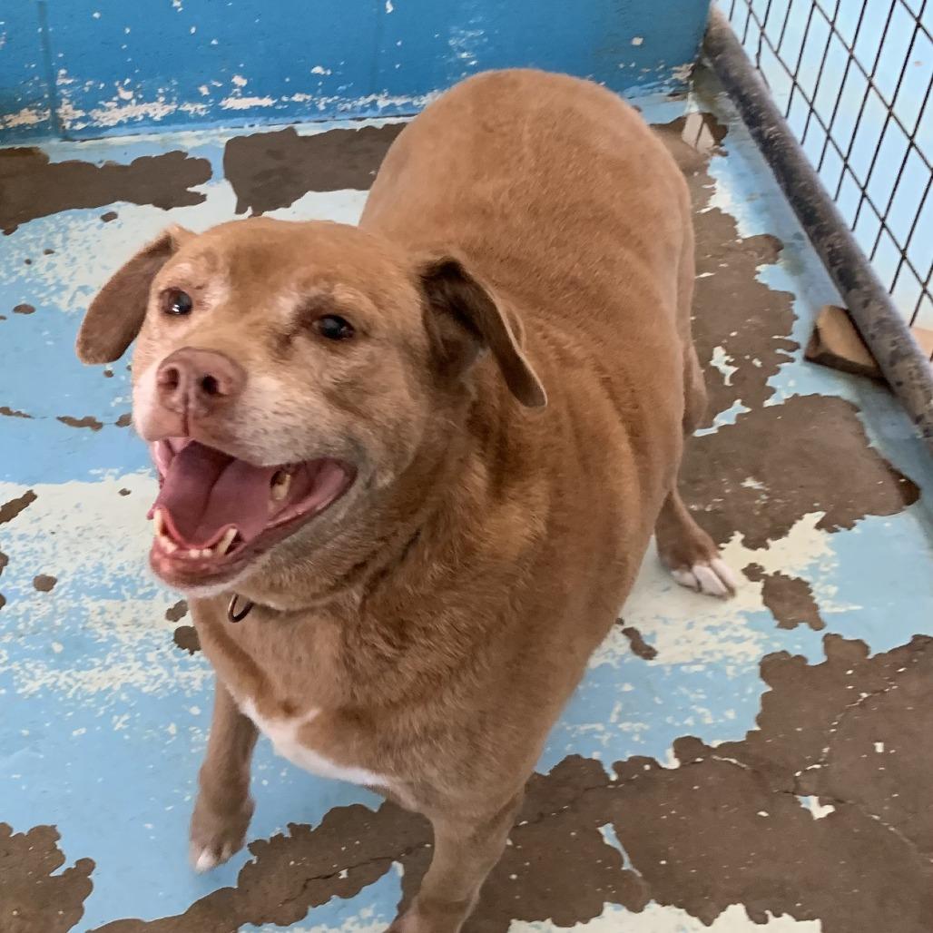 Sugarloaf, a Adoptable Mixed Breed in Hearne, TX image 1/2
