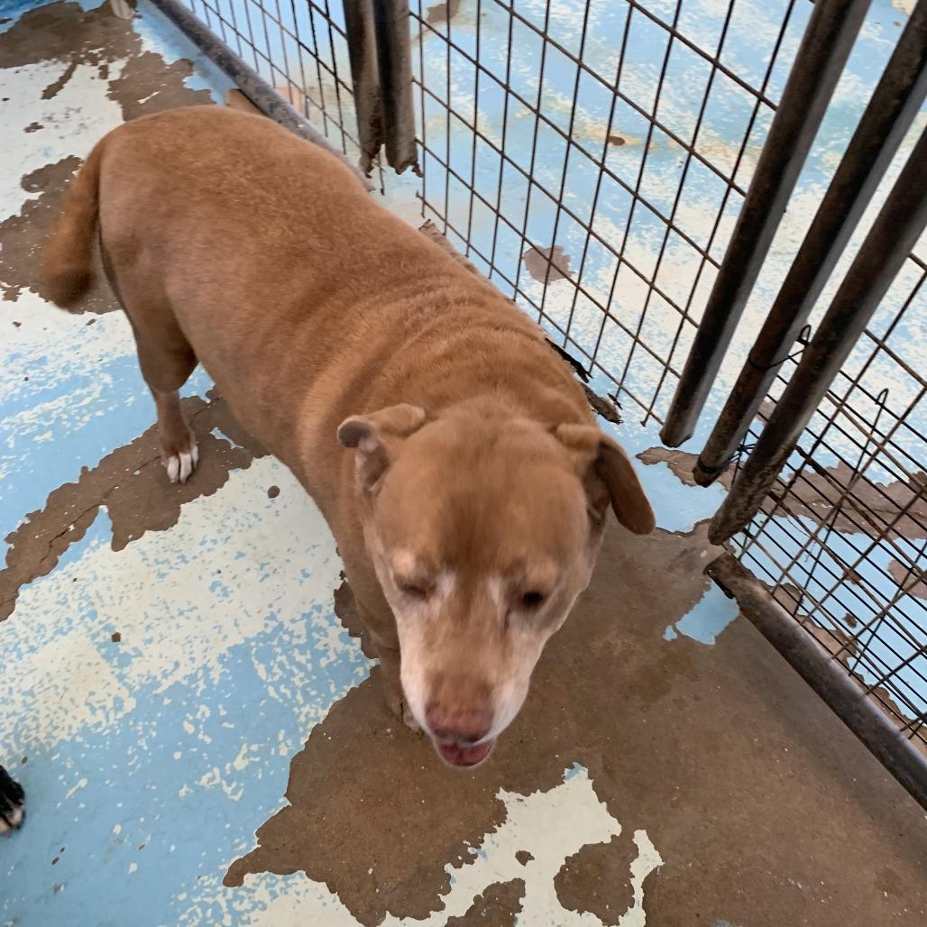 Sugarloaf, a Adoptable Mixed Breed in Hearne, TX image 2/2