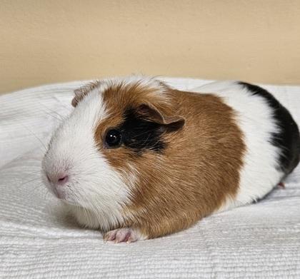 Gravy, Adoptable, Adult Female Guinea Pig & Guinea Pig.