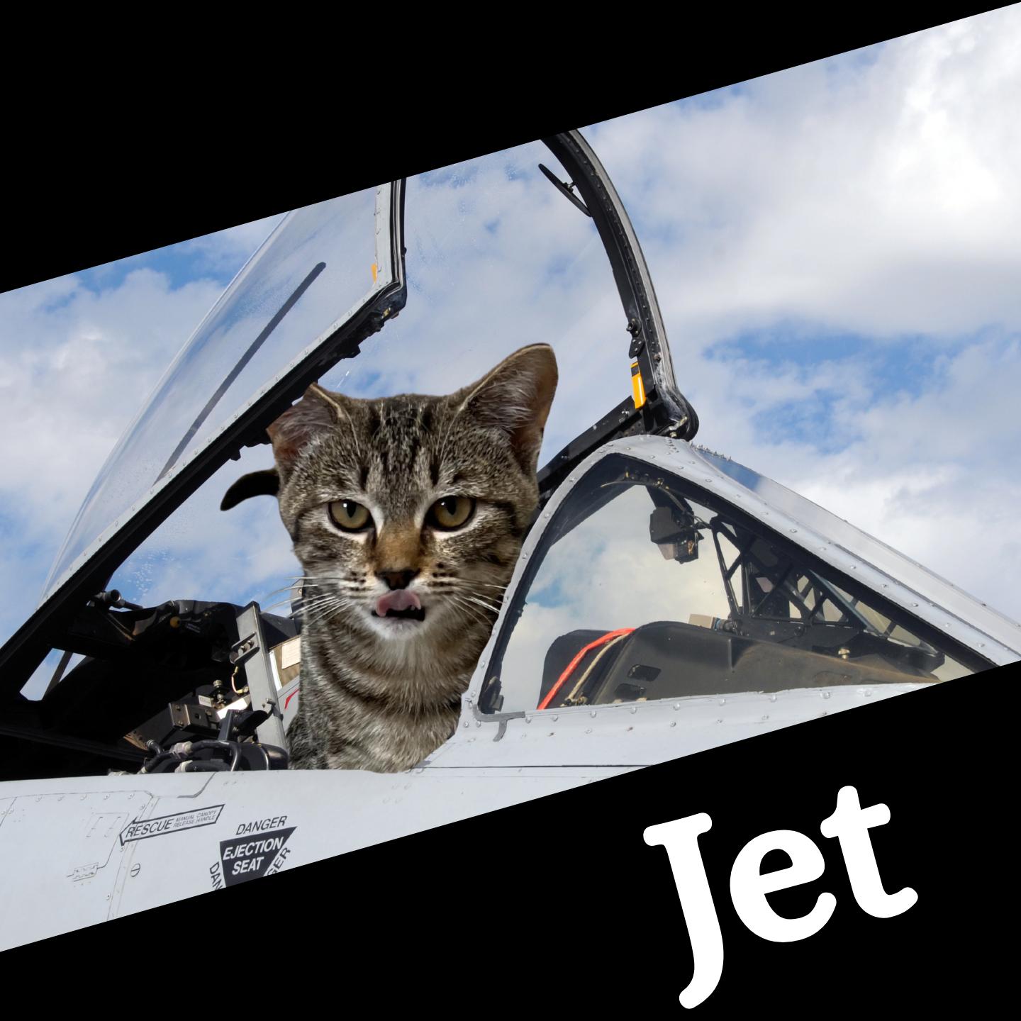 Jet, adoptable, Young Female Domestic Short Hair.