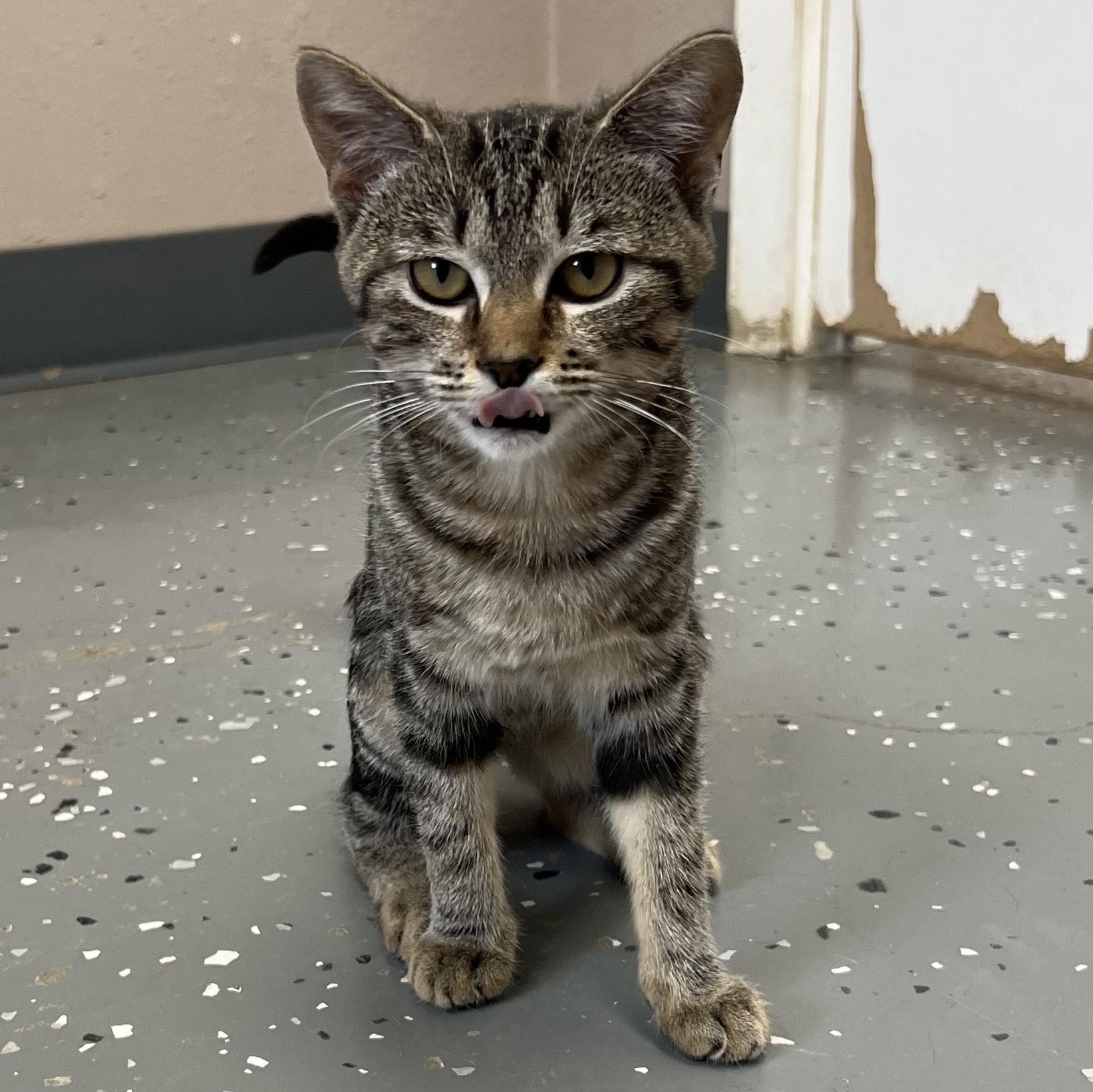 Enlarge Jet, an adoptable Domestic Short Hair in Aransas Pass, TX image 2/2