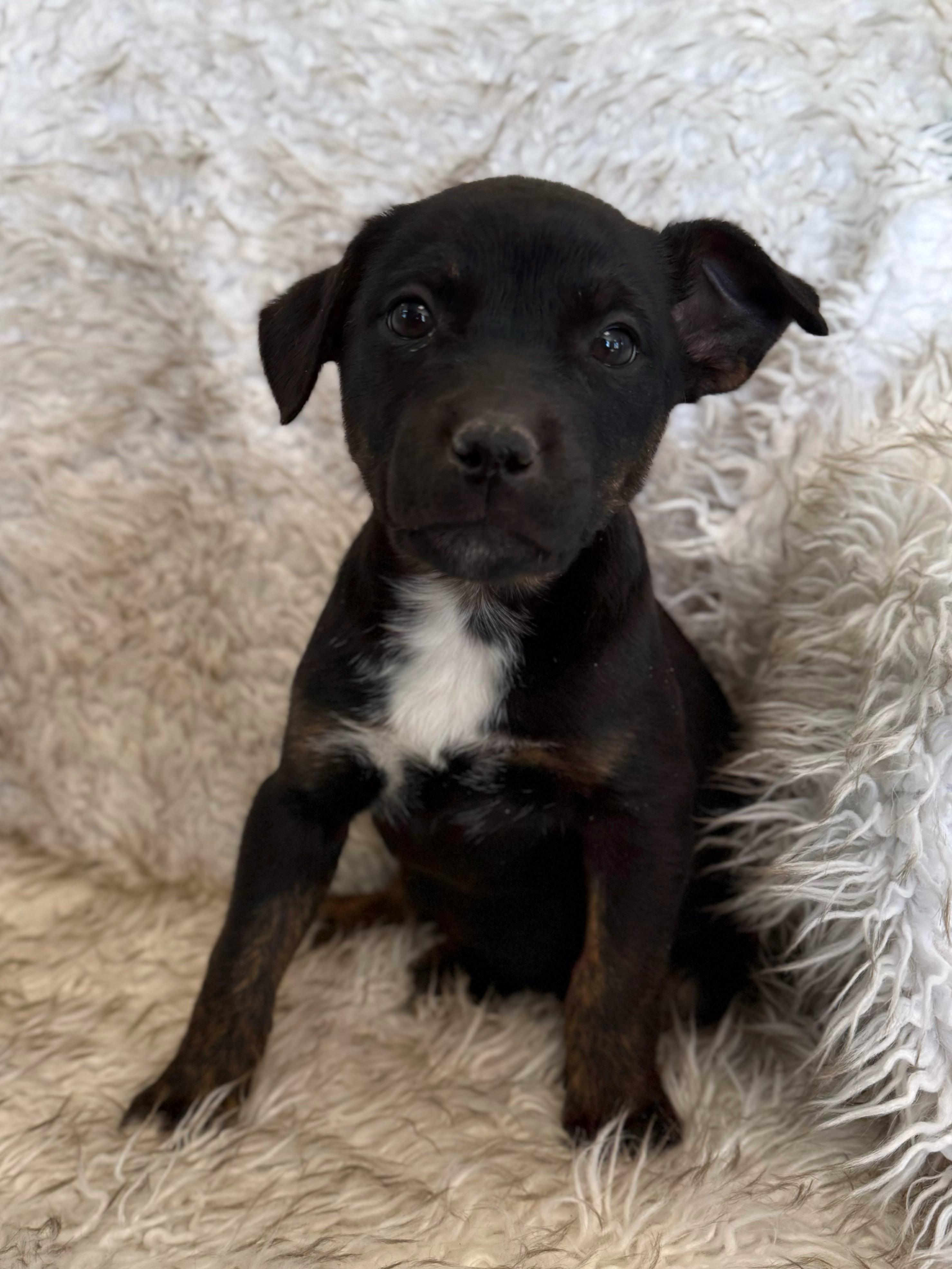 Enlarge Karli, an adopted mixed breed in Eagle, CO image 4/6