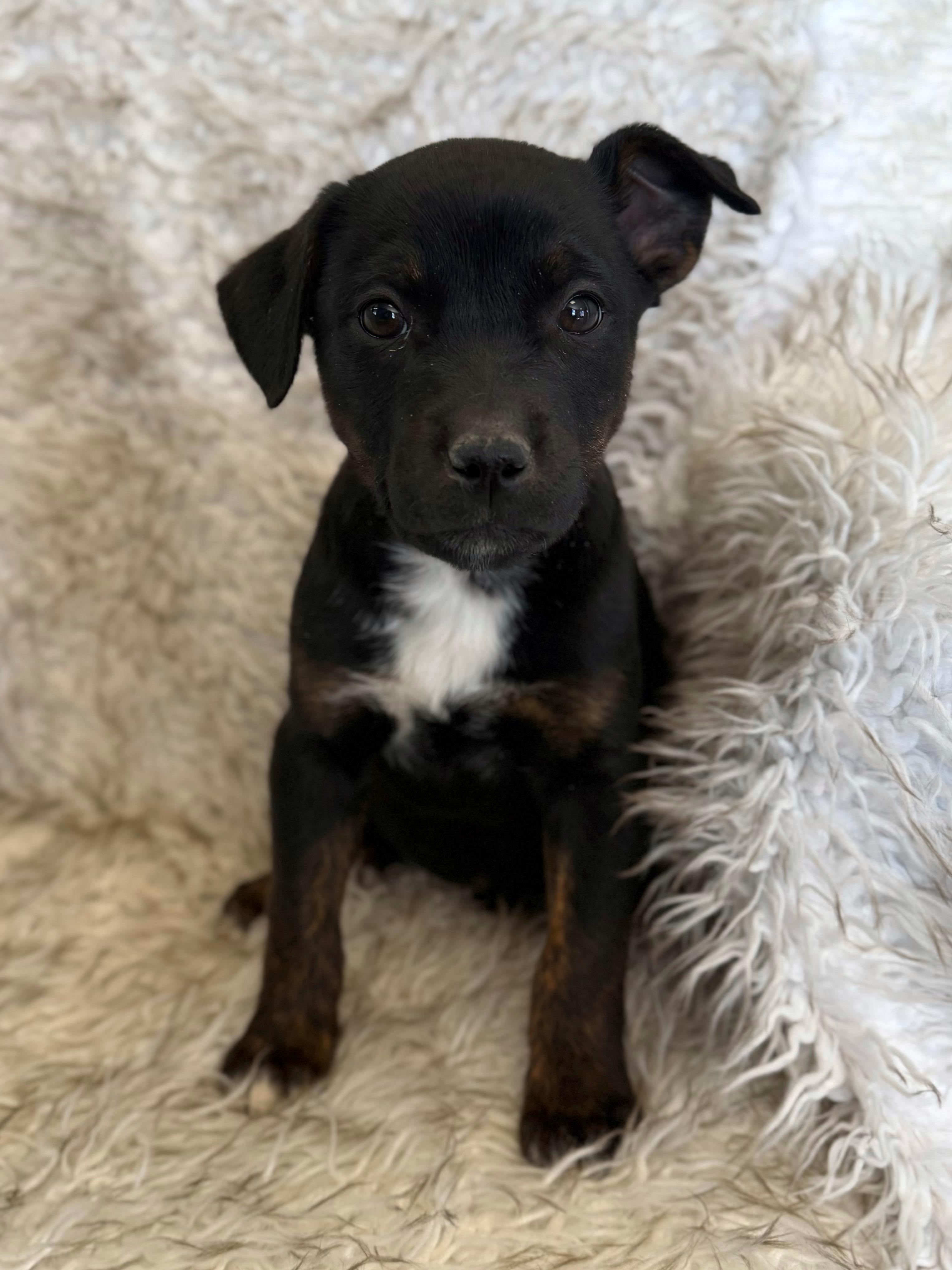 Enlarge Karli, an adopted mixed breed in Eagle, CO image 1/6