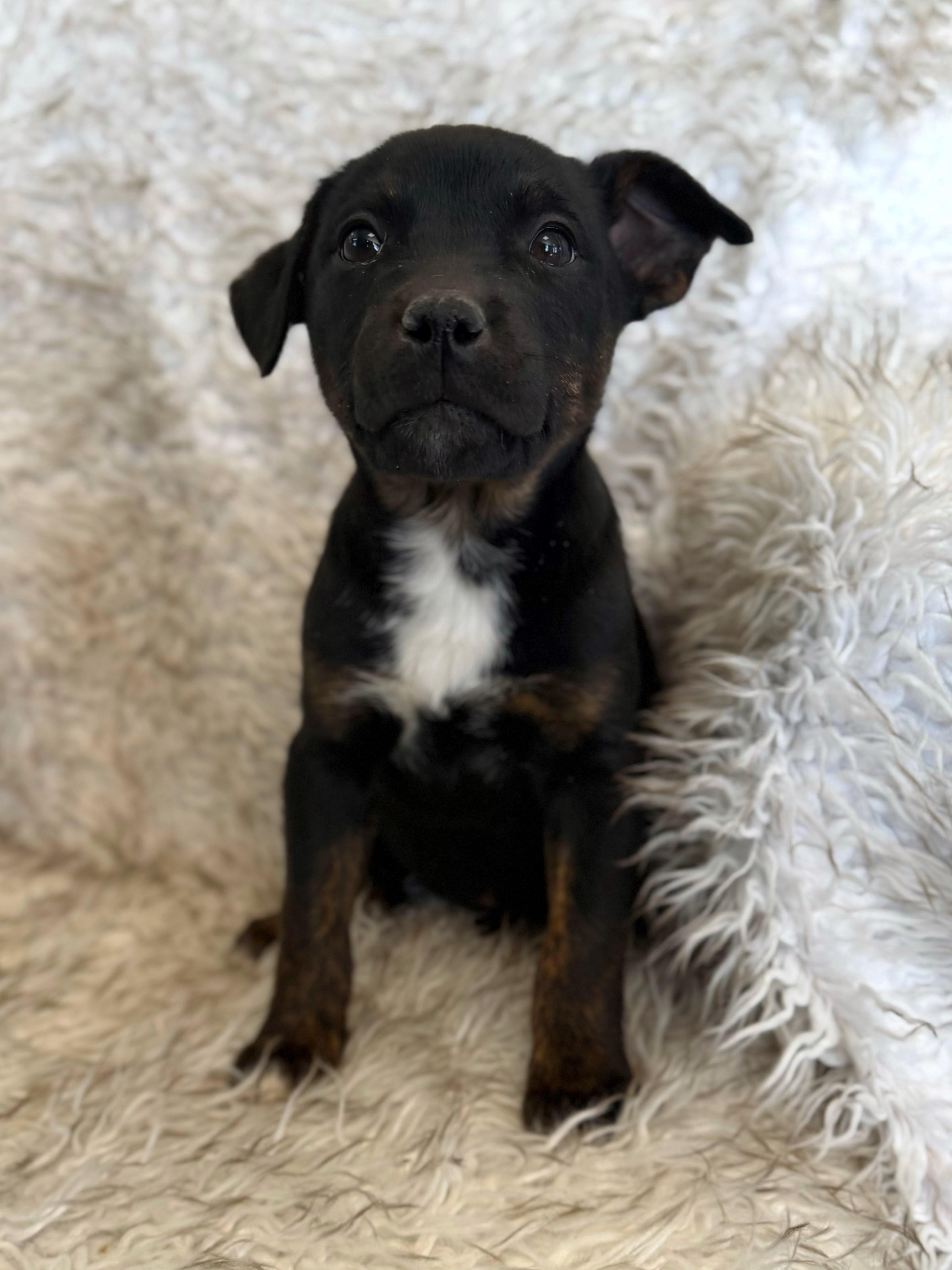Enlarge Karli, an adopted mixed breed in Eagle, CO image 6/6