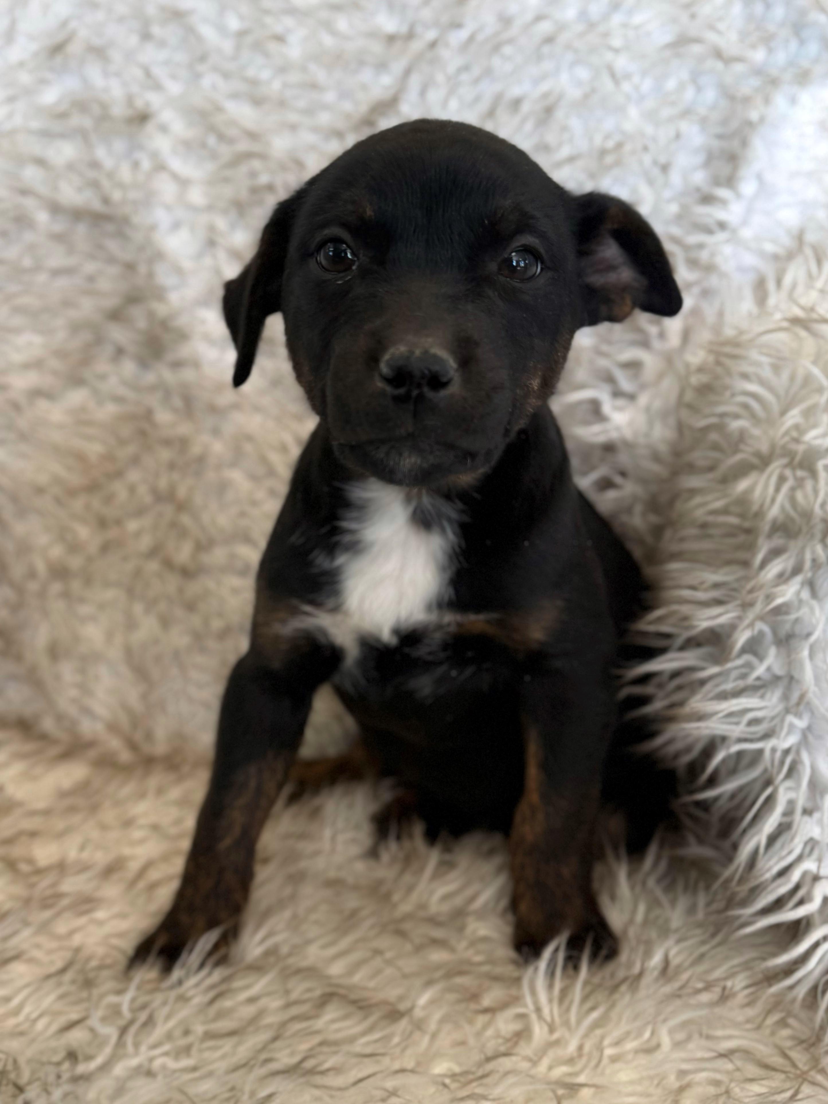 Enlarge Karli, an adopted mixed breed in Eagle, CO image 2/6