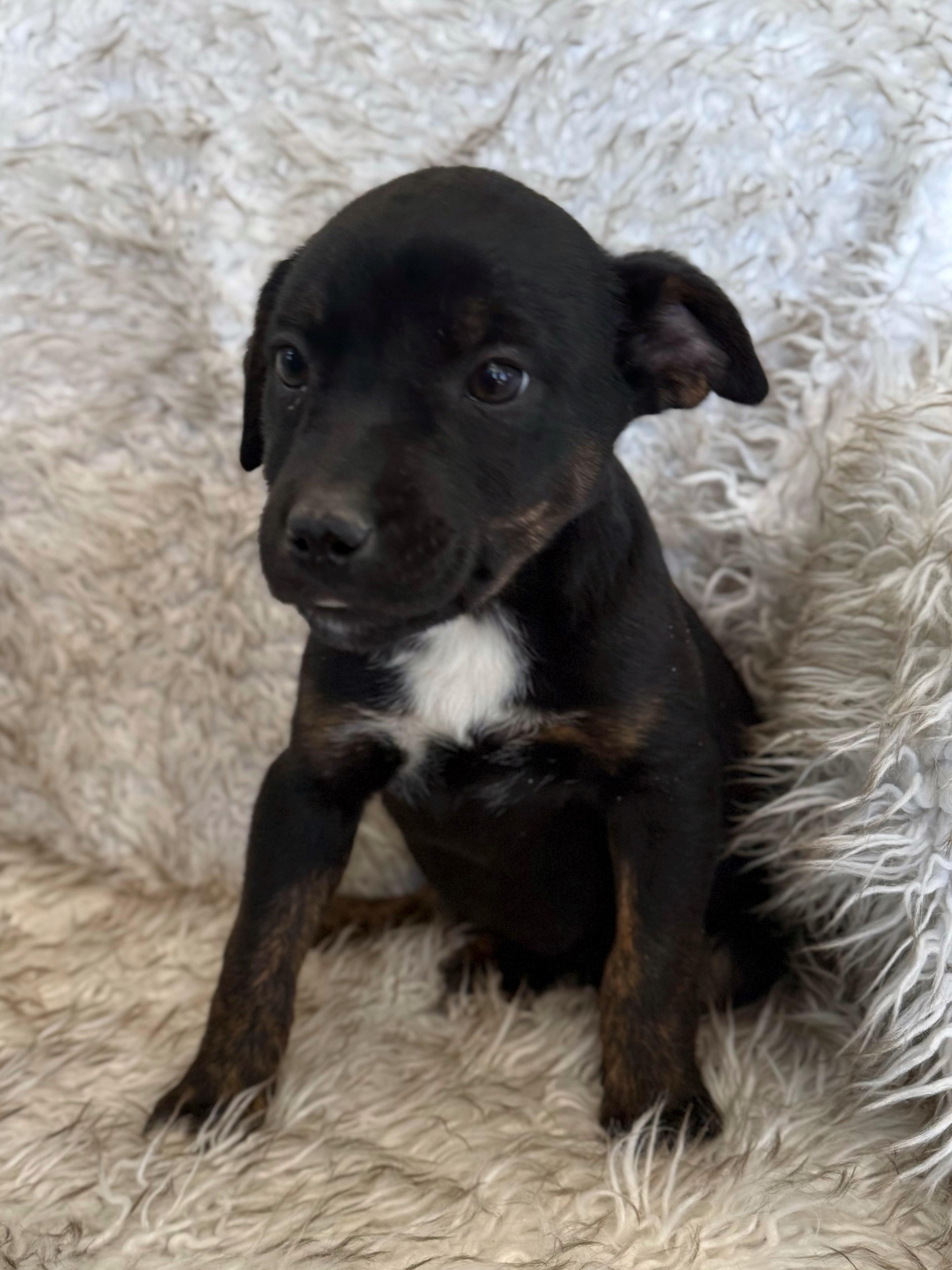 Enlarge Karli, an adopted mixed breed in Eagle, CO image 5/6