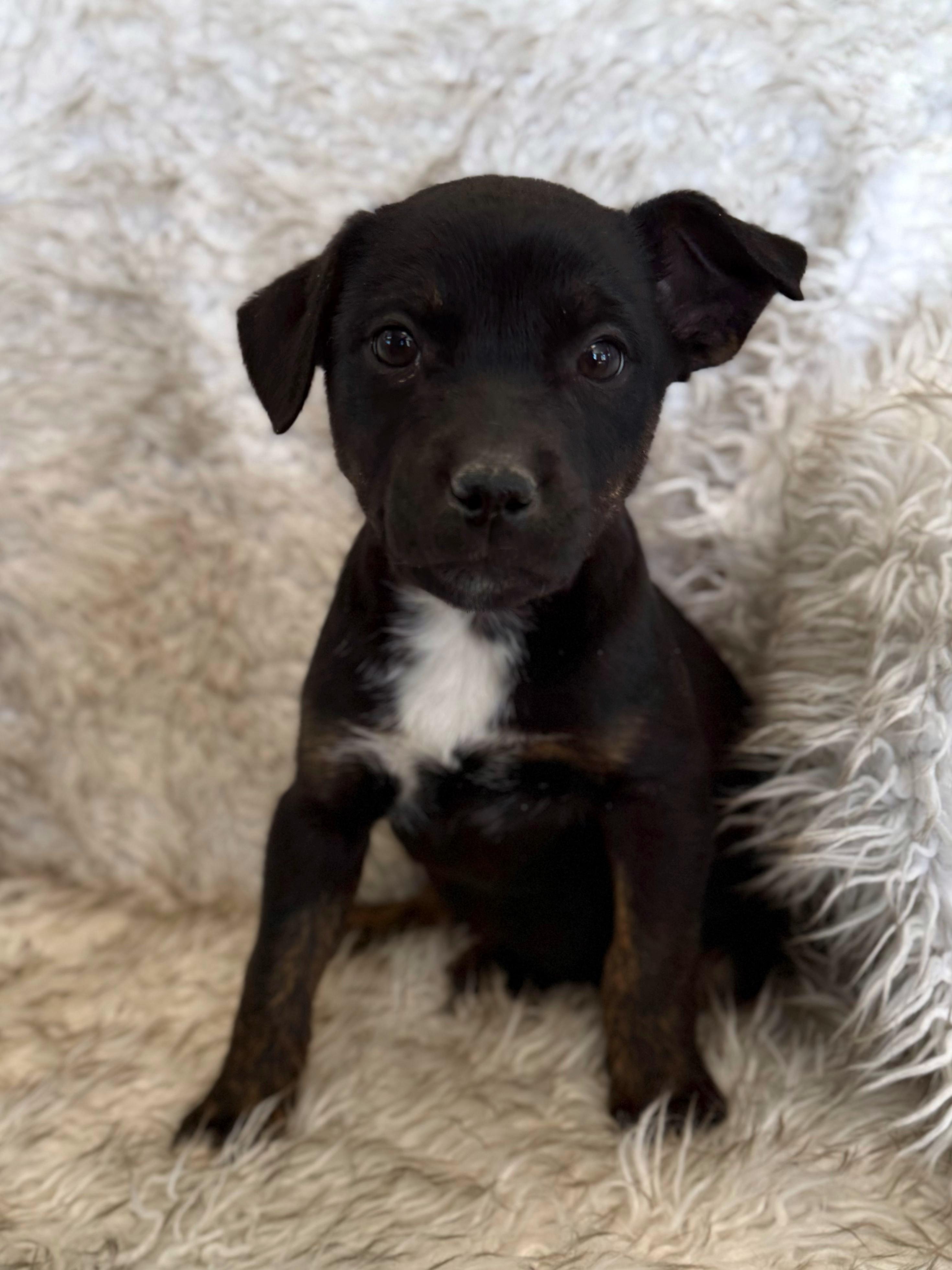 Enlarge Karli, an adopted mixed breed in Eagle, CO image 3/6