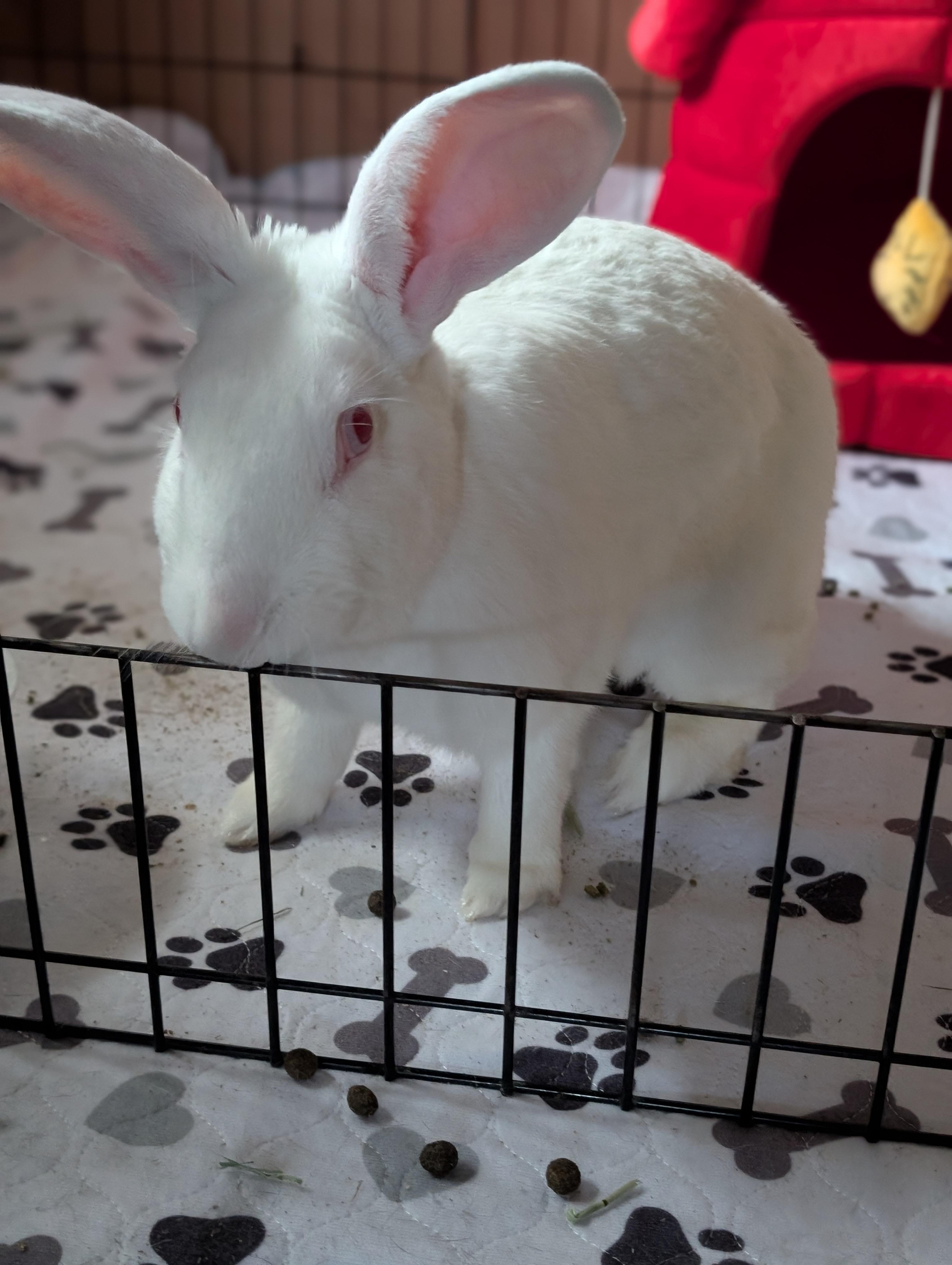 Enlarge Pearl, a Adoptable American in Cleveland, OH image 1/3