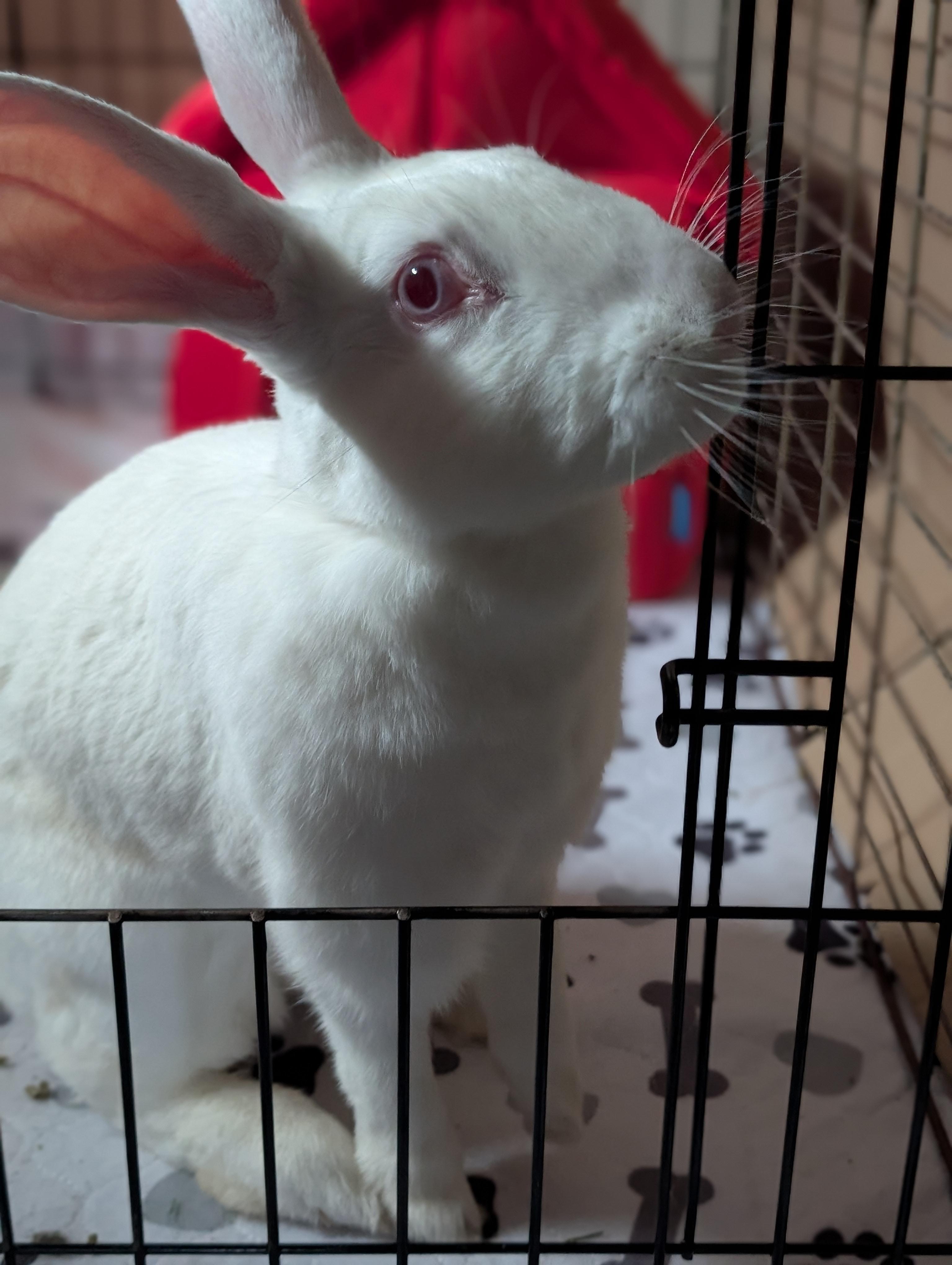 Enlarge Pearl, a Adoptable American in Cleveland, OH image 3/3