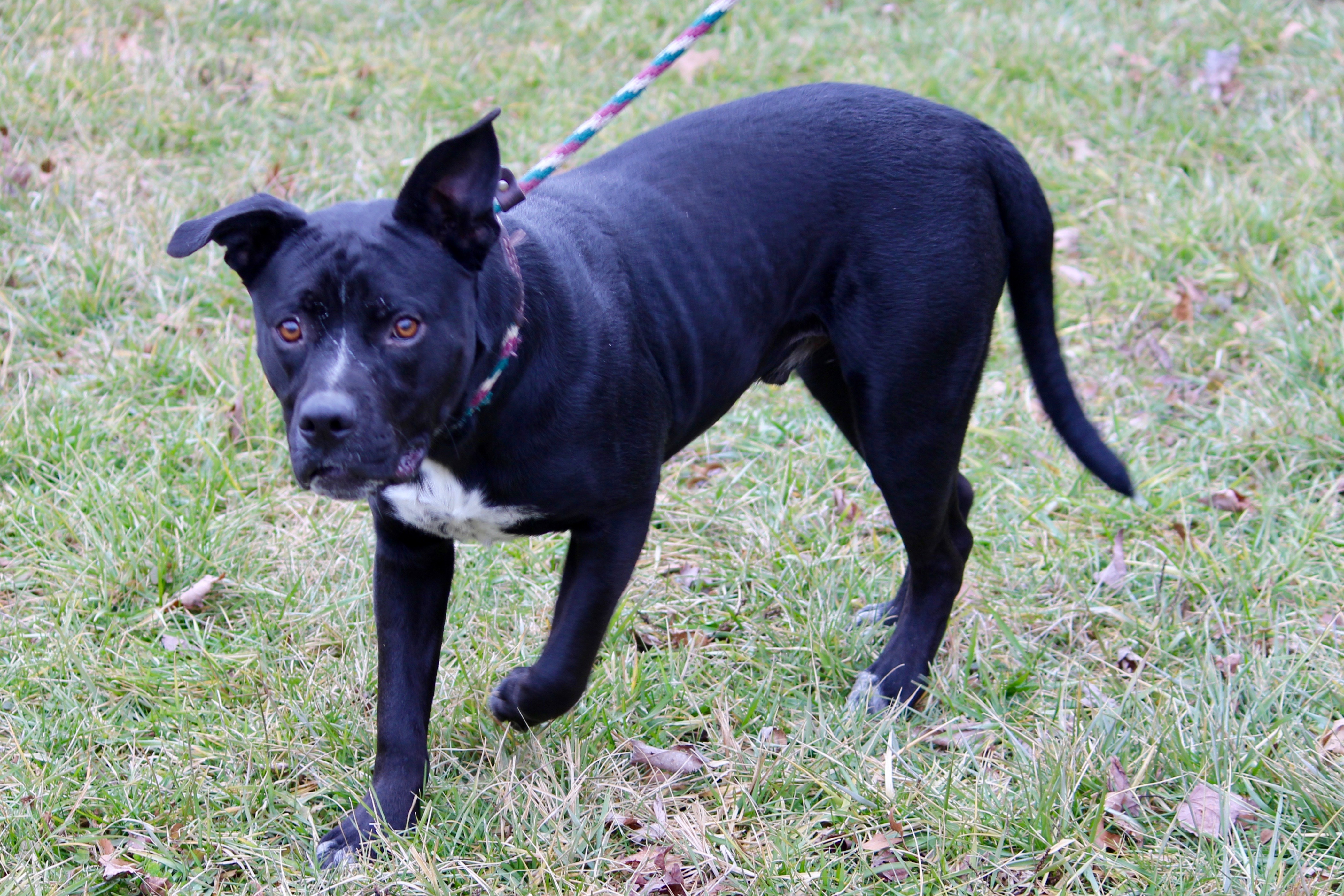 MIDNIGHT, a Adoptable mixed breed in Brazil, IN image 1/5