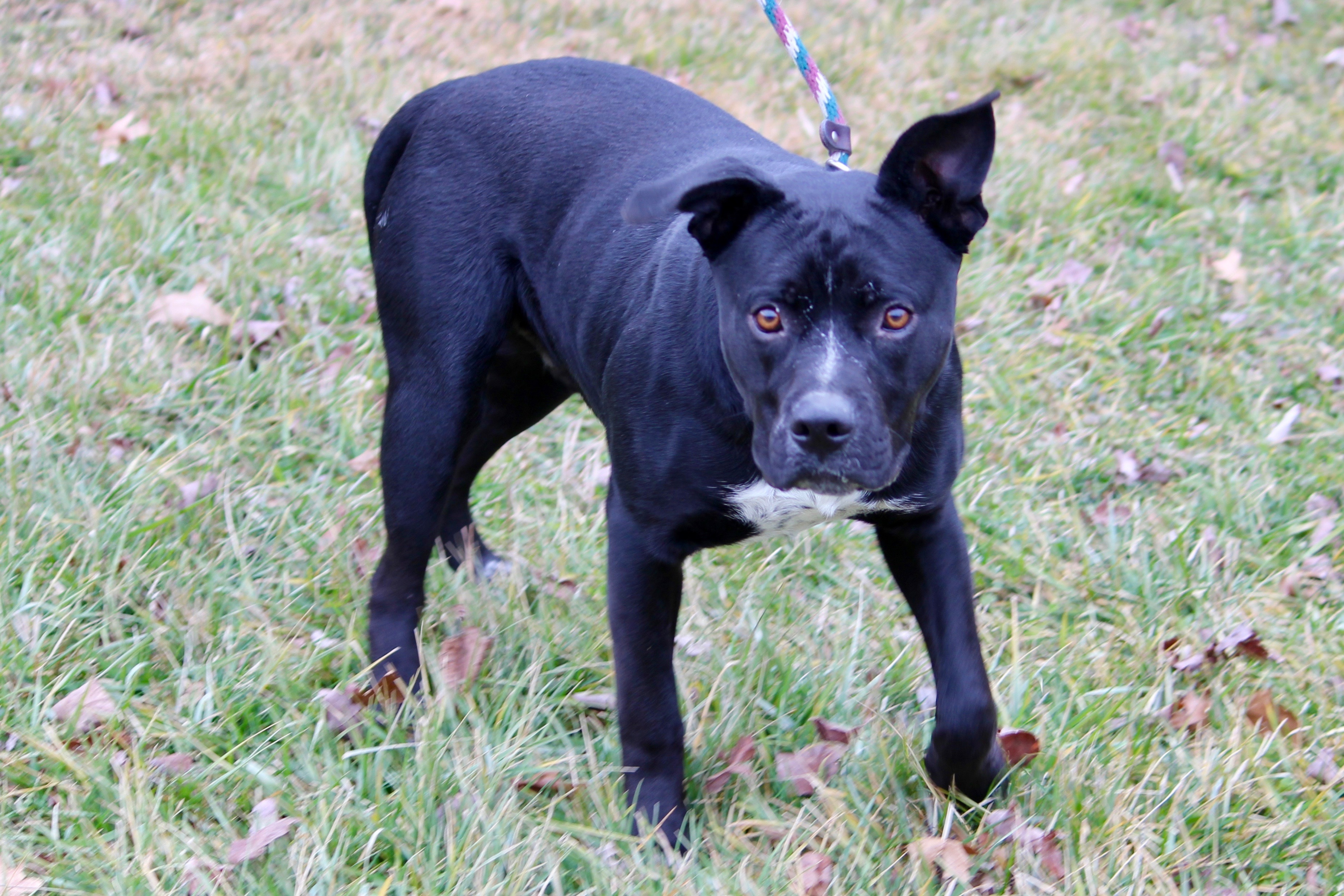 MIDNIGHT, a Adoptable mixed breed in Brazil, IN image 2/5
