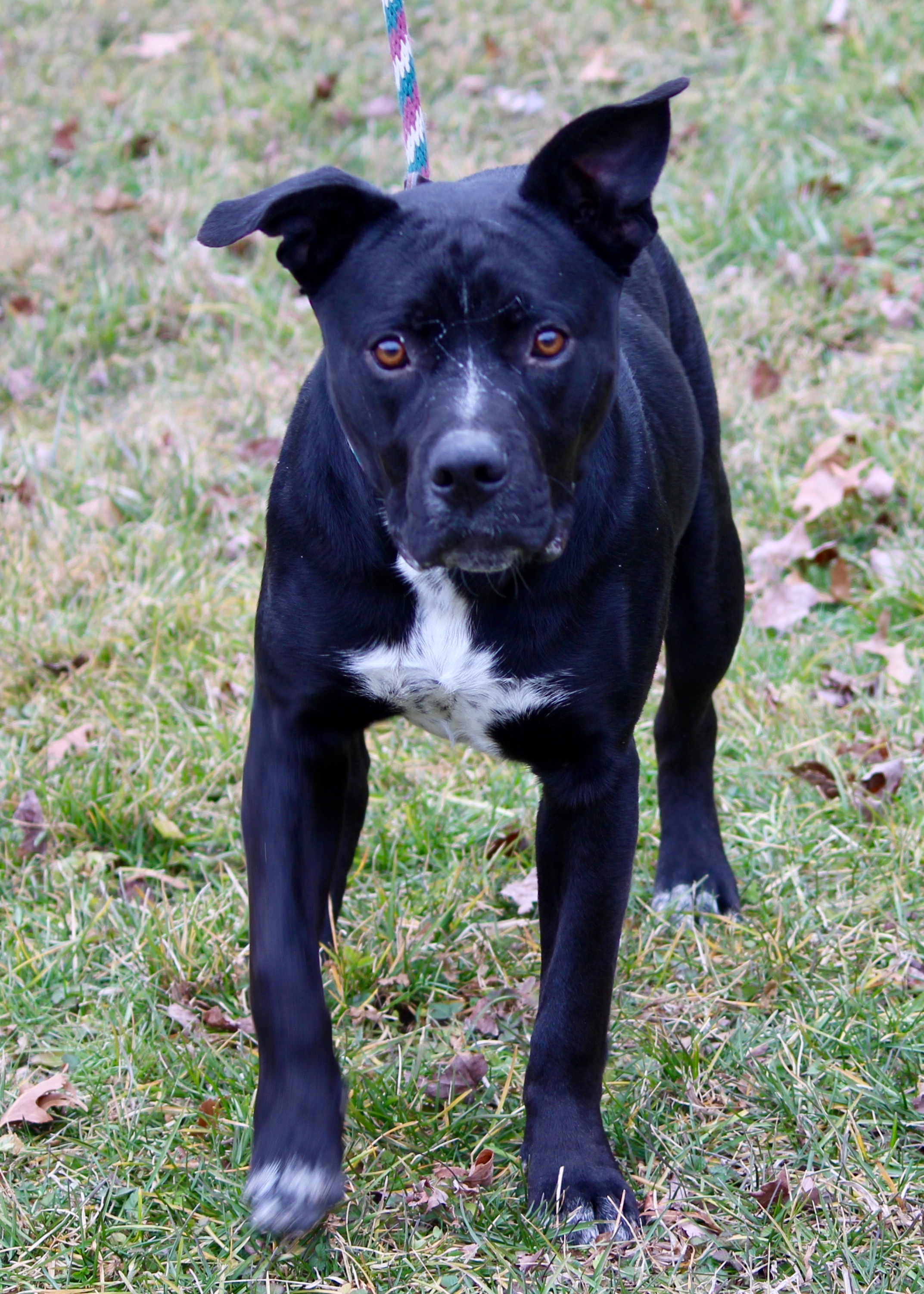 MIDNIGHT, a Adoptable mixed breed in Brazil, IN image 4/5