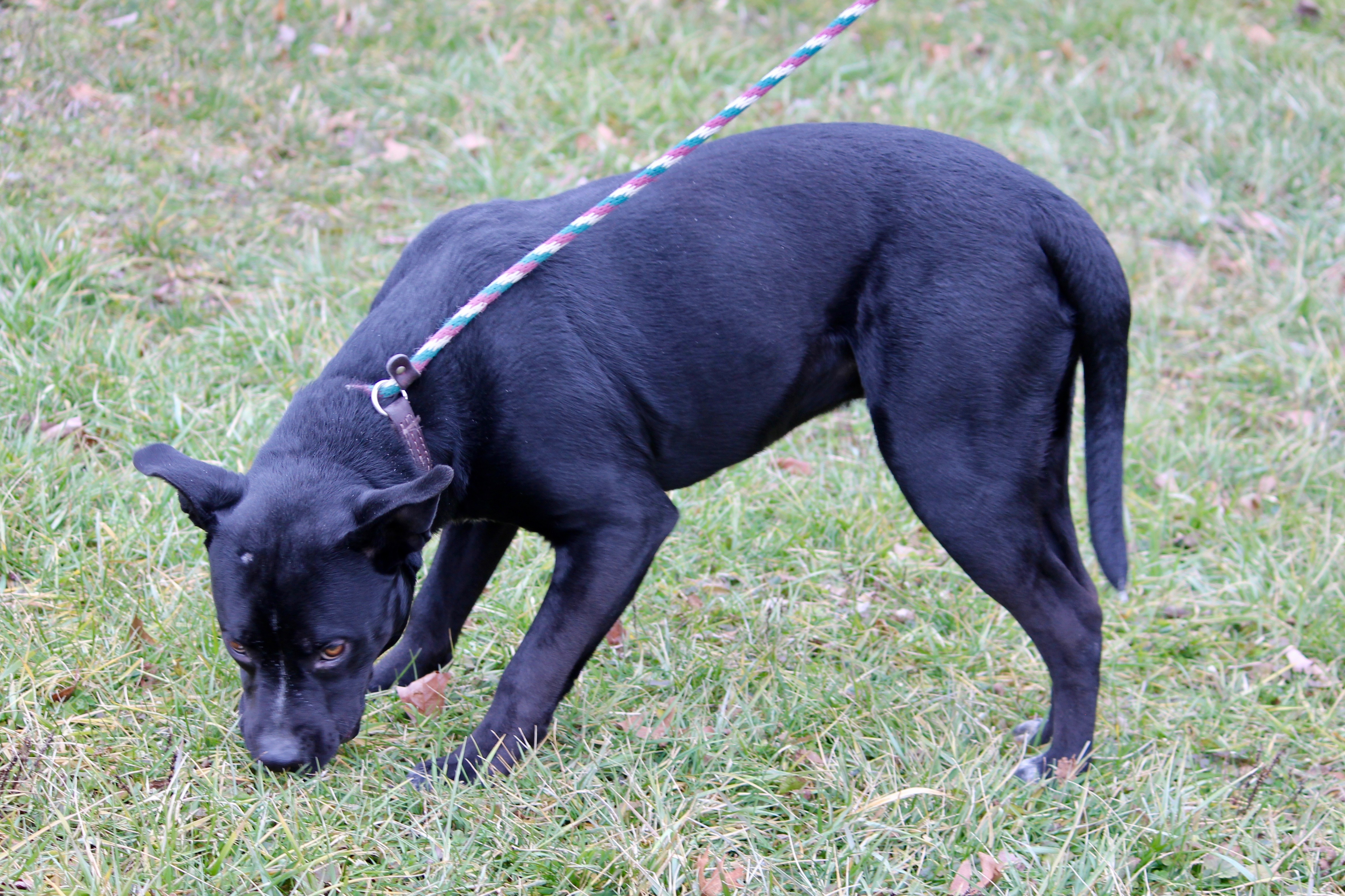 MIDNIGHT, a Adoptable mixed breed in Brazil, IN image 5/5
