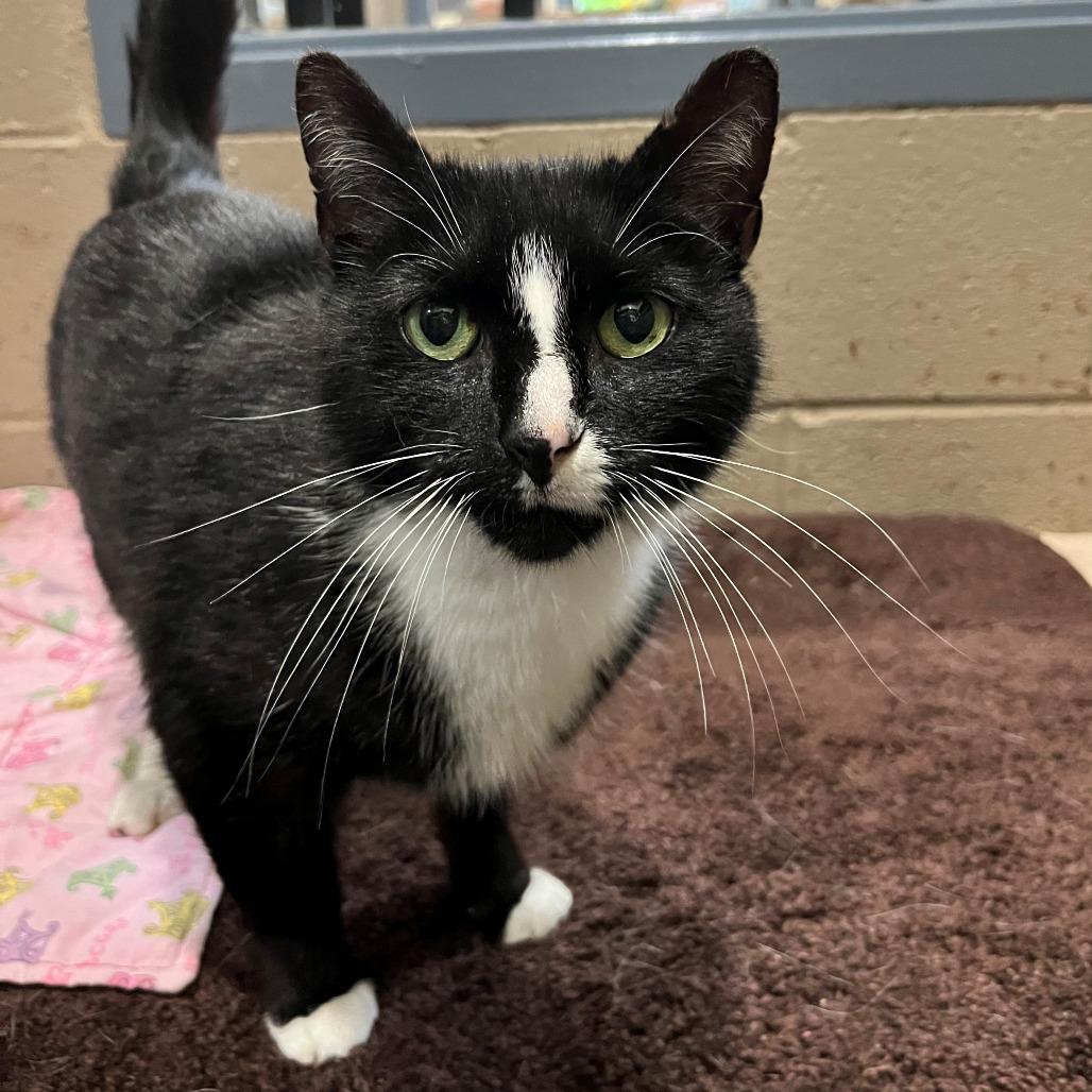 Jazz, Adoptable, Adult Male Domestic Short Hair.