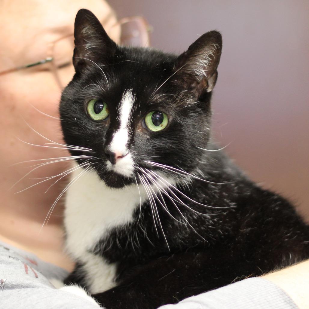 Jazz, a Adoptable Domestic Short Hair in Versailles, KY image 2/4